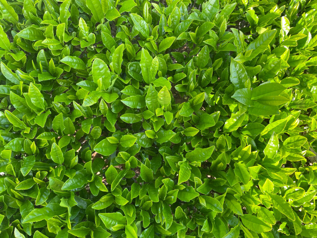 プーちゃんズを探せ「お茶の新芽に囲まれて」