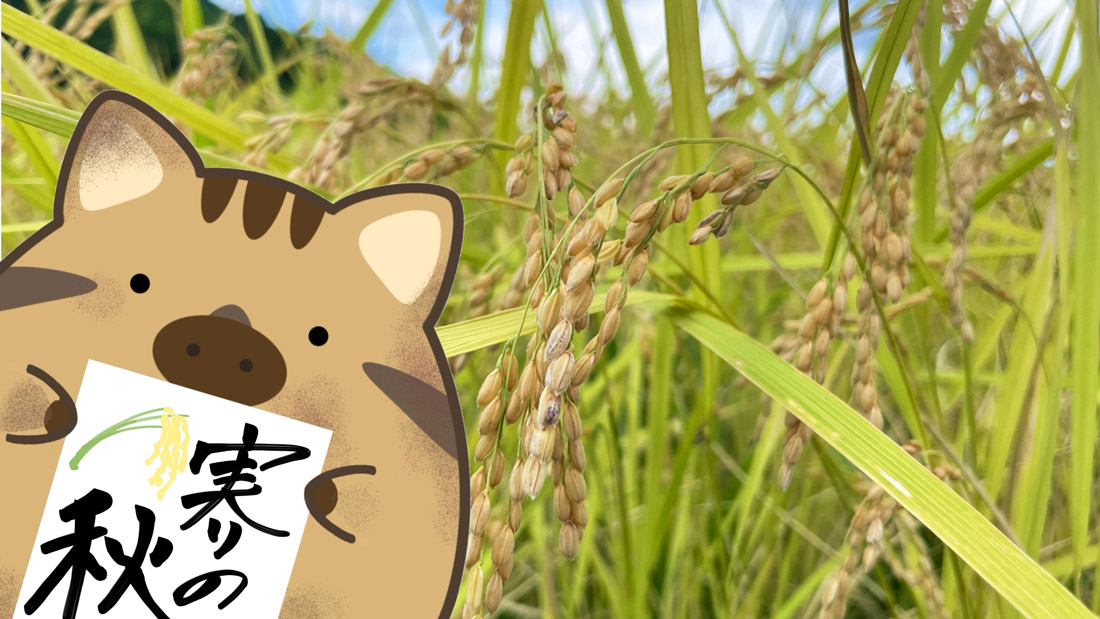 芋はもちろんお米も大切！実りの秋の稲刈りぷぎ！