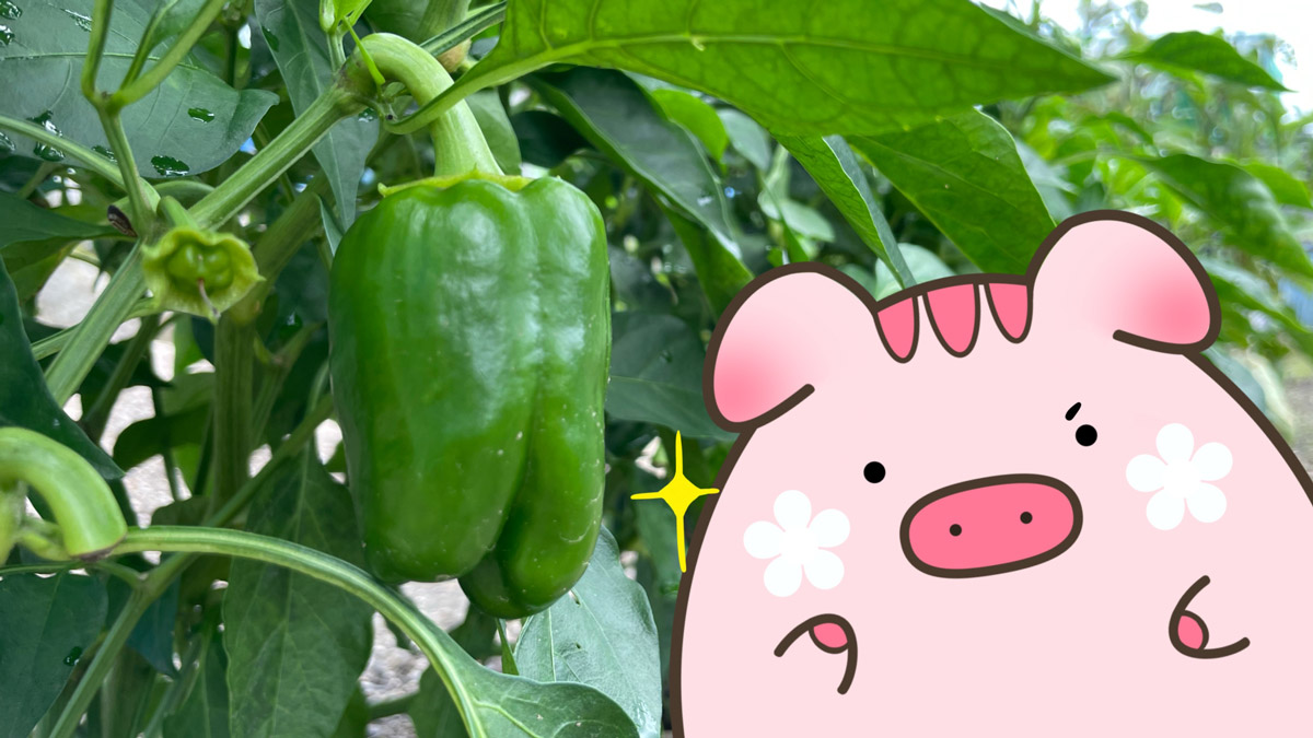 【とんちぃ菜園】野菜のヒーロー★ピーマン