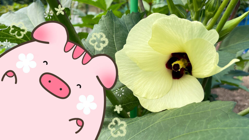 オクラの花