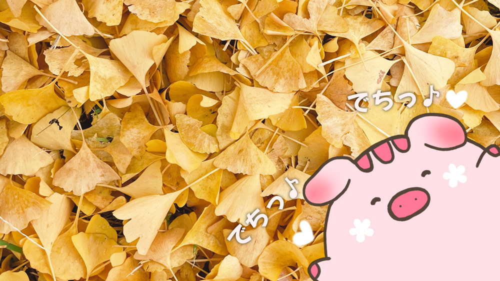 【とんちぃのおさんぽ】秋みぃ〜つけた！でち♪